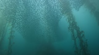 A magnificent anchovy bait ball dive at McAbee beach Monterey California [upl. by Euqinotna]