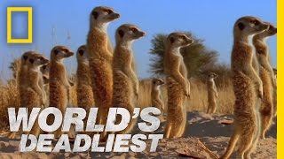 Meerkats Mob Rule  Worlds Deadliest [upl. by Tomlinson435]