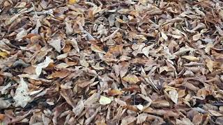 25 Oktober 2024 Die Blätter fallen 🍁🍂🍃 The leaves fall [upl. by Minny]