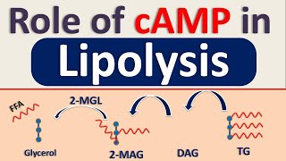 Role of cAMP in lipolysis  Release of Free Fatty Acids FFA [upl. by Tildy293]