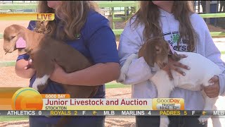 AgFest Junior Show amp Auction [upl. by Frendel346]