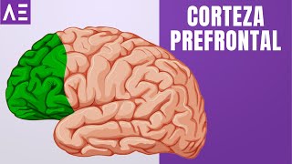 CORTEZA PREFRONTAL  ÁREAS DEL CEREBRO [upl. by Yvehc]