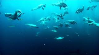 Gannets Plunge into the Sea [upl. by Franklyn]