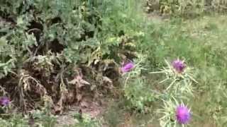 Milk Thistle Silybum marianum growing wild in Portugal [upl. by Notled382]