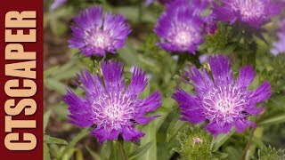 MOUNTAIN BLUET or STOKES ASTER [upl. by Seed485]