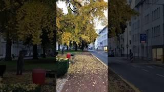 Autumn in Krefeld 🇩🇪 krefeld autumn germany [upl. by Caty]