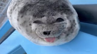 song that plays when you encounter a seal [upl. by Knah]