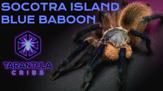 Socotra Island Blue Baboon Monocentropus balfouri Care Guide [upl. by Amorita116]