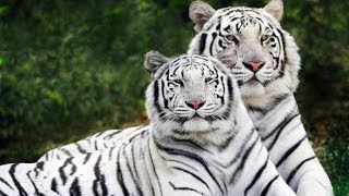 Scienza degli animali  tigre siberiana tasso americano e rospo [upl. by Einahpets]