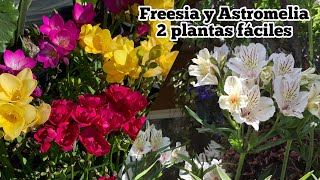 2 plantas de fácil cultivo Astromelia y freesia flowers [upl. by Ivah]