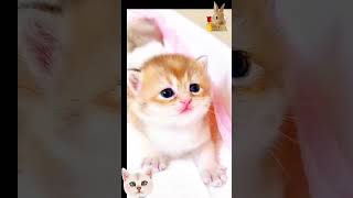 Kitten calling her relatives meowing shorts shortfeed cat catdance kitten meowing ytshort [upl. by Arihay]