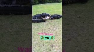 Crocodile vs crocodile  😱 shorts [upl. by Enirod]