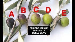 QUANDO RACCOGLIERE LE OLIVE vediamo il periodo giusto ed il grado di maturazione [upl. by Martz]