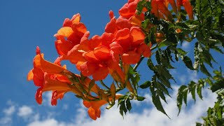 Campsis radicans [upl. by Nomled]