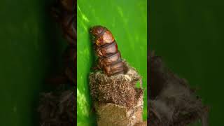 Did you know about bagworm moth caterpillar [upl. by Ainot]