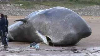 SPERM WHALE AT REDCAR   Filmed By Craig Hornby 2011 [upl. by Saturday]