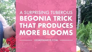 A Surprising Tuberous Begonias trick that produces more Blooms [upl. by Aliek]