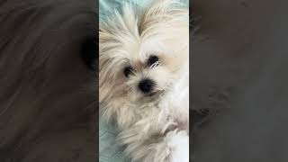 Diary of a Wimpy Dog shortsvideo pets maltipoo [upl. by Nelon]