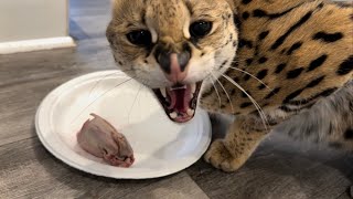 Serval Growl Sounds While Eating [upl. by Ahtael]