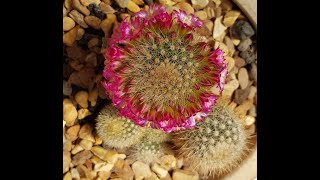 2020 Flowering Mammillaria spinosissima [upl. by Enortna845]