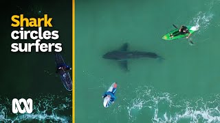 Shark filmed circling surfers at Plettenberg Bay South Africa  ABC Australia [upl. by Nnahgaem]