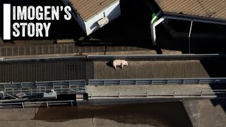 Imogens Story  Drone Investigation at Swickers Bacon Factory [upl. by Orelu239]