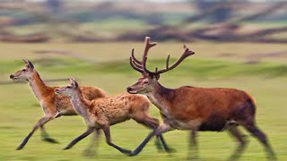 Europa Selvagem  Animais Selvagem Força da natureza [upl. by Crim]