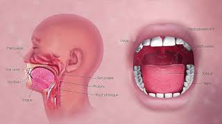 PALATE  FIX HIGH ARCHED PALATE  HAVE WIDER PALATE  MORPHIC FIELD [upl. by Maghutte469]