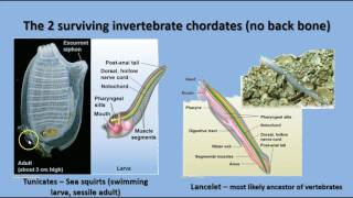 Unit 14  Echinoderms and Chordates [upl. by Ermin]