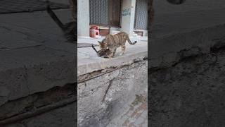 MİNİK YAVRU KEDİLERkeşfetaçıl keşfetol shortsyoutube kedi cat shortsSağsolchellengjelibon [upl. by Nesyla]