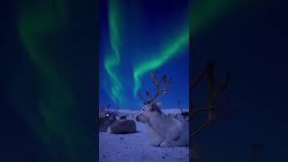 Experience the Polar Night in Tromsø Norway A Winter Wonderland Adventure [upl. by Nanerb]