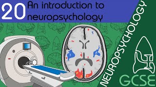 Introduction to neuropsychology  Neuropsychology GCSE Psychology AQA [upl. by Zere869]