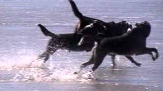 happy dogs running on beach [upl. by Otrepur167]