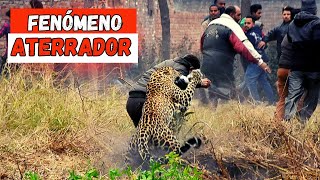 Este leopardo se COMIÓ 125 humanos [upl. by Pandolfi]