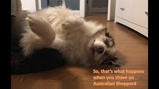 What Happens When You Shave Your Australian Sheppard [upl. by Woolson]