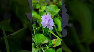 কচুরিপানা water hyacinths বৈজ্ঞানিক নামEichhornia বর্তমান নাম Pontederia। [upl. by Rosdniw]