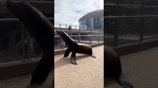 Dolphin Dancing Show asmr shortsvideo dolphin dolphinshow [upl. by Laira]