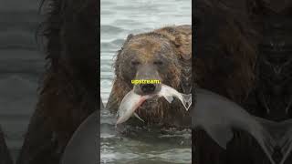 Facts you didn’t know about the brown bear 🐻naturelovers wildlife bear babybear fyp factvideo [upl. by Ketchan811]