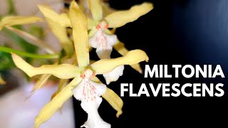 Miltonia flavescens  Spotlight amp Care Tips  My most anxiety inducing Orchid [upl. by Ahsenal409]