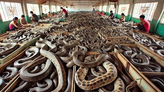 Chinese Farmers Raise And Process Millions Of Snakes This Way [upl. by Anikal604]