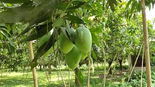 Mango Garden at Malda [upl. by Ahsinet]