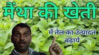 पिपरमिंट मेंथा की खेती से तेल का अधिक उत्पादन लें।Pipermint Mentha from oil production [upl. by Wood]