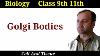 Golgi Bodies Golgi Apparatus its structure and functions class 9 and 11 [upl. by Halik]