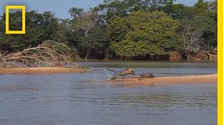 Jaguar Attacks Crocodile Cousin EXCLUSIVE VIDEO  National Geographic [upl. by Dryfoos]