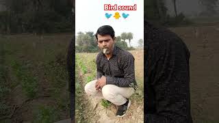 Bird sound 🐦🐥🐦 Hussain7star shorts funny comedy [upl. by Burney]