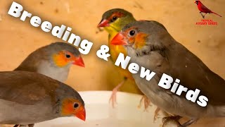 New Birds for the Aviary and Breeding Status waxbills gouldian finches parrotfinches and more [upl. by Walls]