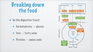 Catabolic Processes [upl. by Arah]