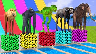 Long Slide Game With Mammoth Elephant Tiger Gorilla Lion TRex Buffalo  3d Animal Game [upl. by Jacynth895]