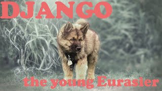 Eurasier Dog Django  Mix of Samojede ChowChow and Wolfsspitz [upl. by Philana]