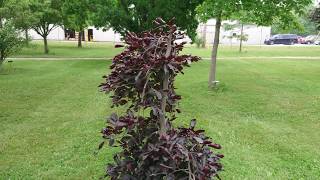 Weeping Purple Beech [upl. by Dusza]